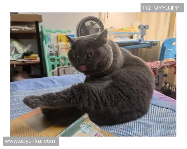 小狗也能踢足球这些明星球员的名字让你想起了可爱的宠物